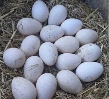 Sifarişlə hazır yeməklər: Məhsul: diqqətə oxuyun sonra yazin, kim isdirse hinduşka yumurtasını — 1