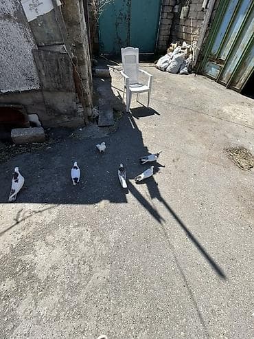 goyərcinler: 1 i 10 manat — 1