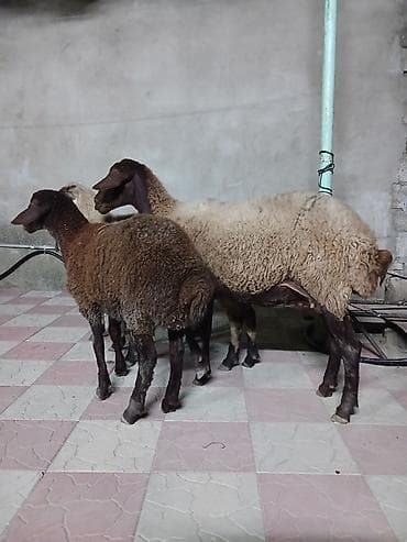 dişi qoyun: Qoyunlar – yerli ətlik-südlük istiqamət - Şəkillərdə quzu və anası ilə — 3