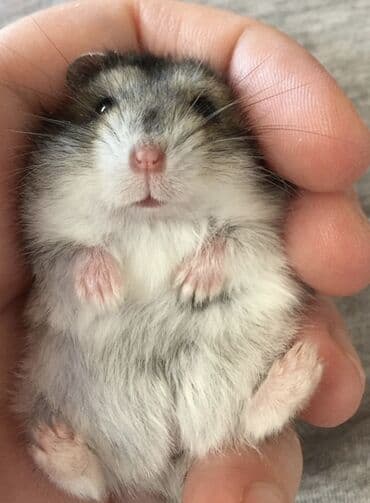 енот в баку купить: Hamster cunqarik kiçik ölçülü, ağ, boz və qəhvəyi rənglərdə olan tüklü — 2