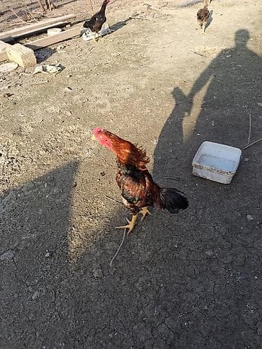 8 ayliq becedi real alicilar narahat etsin xaiw olunur isteyen tayini