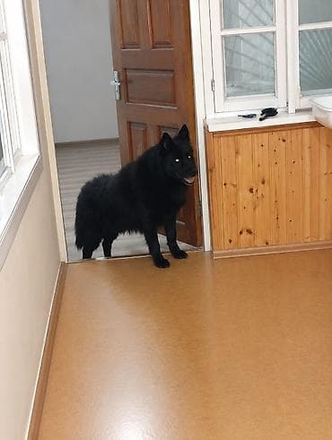 heyvan alqi satqisi: Avçarkayla Wolfdog Cütləşməsi. Qara tüklü it – iri ölçülü, qalın — 1