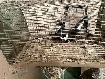 dəvə quşu: 6saat uçus veren əbləx qızgın erkeydi Qara-ağ rəngli ev göyərçini - — 2