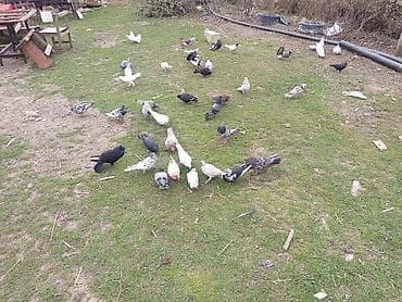 Muncuq naxışlı ev göyərçinləri – müxtəlif rəng və cins qarışıqları -