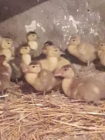 ruan ordək: Lavanda ve Macar balalari satilir.10 manata böyukler. Balacalar 5 — 3