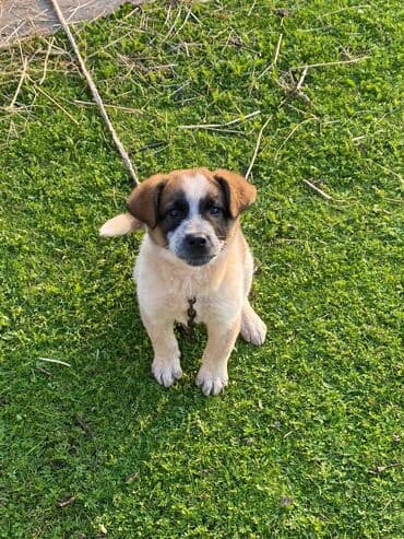basenc itləri: Alabay, 1 ay, Erkek, Cütləşmə üçün, Ünvandan götürmə — 4