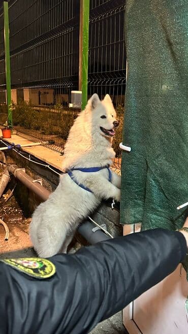 anadolu çoban iti: Samoyed — 1
