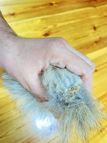 Qol saatları və aksesuarlar: Orijinal Tulku quyruqu İstifadə sahələri: - Şapka, papaq, kapüşon — 2