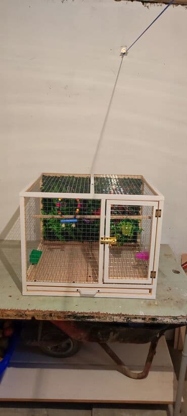 Papuqay,dovşan,hamster,şinşila,bildirçin,cücə,xamyak,pişik,quş,tısbağa