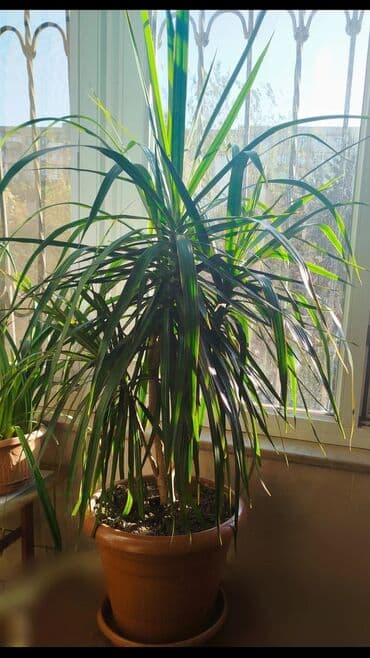 bos keys: İşlənmiş Ünvandan götürmə — 13