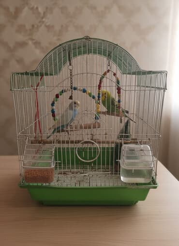 клетки для попугаев купить: Məhsul: Qəfəslə birlikdə dalğalı tutuquşular və aksesuarlar Təsvir: - — 1