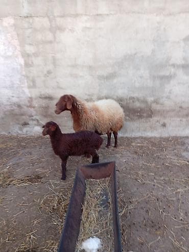 Qoyun və quzu cütü - Cins: yerli ət-yun istiqamətli qoyun - Rənglər