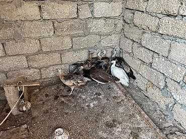 Павлины: Qaraqanad ve Yava tovuz quslari,4 ayliq. 1ededi 250 azn - — 2