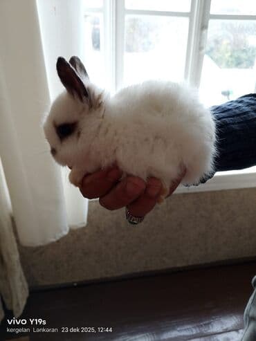 mal yemi: Salam anqor dekerativ aslanbaş karlik balalari evdə saxlanan dovşan — 6