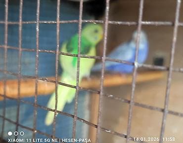 Другие животные: Optovoy və pərakəndə satışı _ev şəraitində bəslənib əl quşlaridi — 3