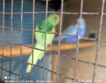 Другие животные: Optovoy və pərakəndə satışı _ ev şəraitində bəslənib Əl quşlaridi — 3