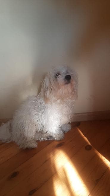 5 minə alnıb. İşlə əlaqədər satılır. 700 azna