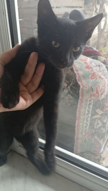 maykonq pişiyi: Erkək, Yaxşı əllərə — 3