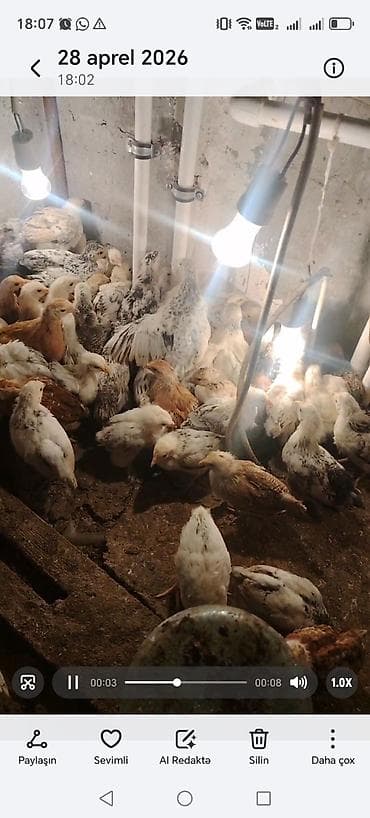 Toyuq cücələri, Ətlik