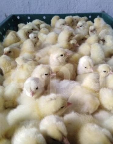 bulldog qiymetleri: Toyuq cücələri, Ətlik — 2