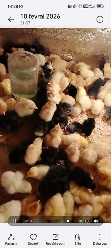 Akvariumlar: Toyuq cücələri, Damazlıq — 2