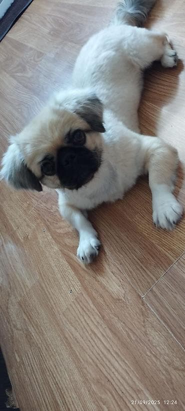 Digər heyvanlar: Pekines, 6 ay, Erkek — 3