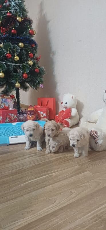 золотистый ретривер баку: Пудель, Самка, С прививками, Платная доставка — 6