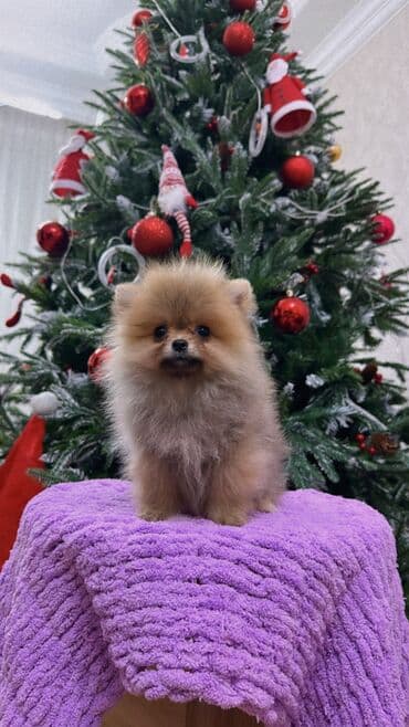 it davasi 2019: Mikro pomerandi temiz parodadi xaiş ancaq anlayişi olanlar miraciet — 3