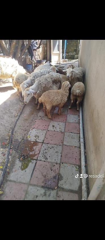 Qoyun quzu ana bala satılır 6 dene, ana bala birinin qiyməti 320 — 1