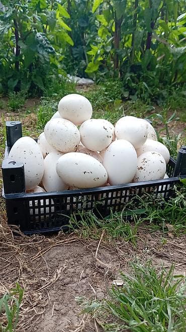 Kuban qazının yumurtasi 2 azn unvan baki mehdiabad