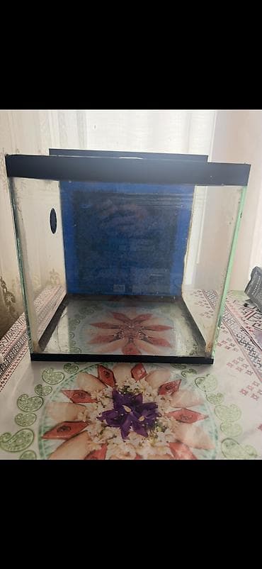 Akvaryum – işlenmis 2 edetdi biri 15 Azn biride 30 Azn 2 sini bir — 6