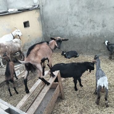 yerli cins inekler: Əmlik cepisler kəsmək üçün say və seçim çoxdur buyurun. alpin çəpiş 3 — 6