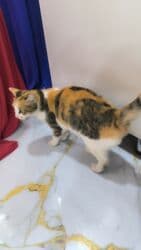 pişik qəfəsi: Dişi, Yaxşı əllərə — 3