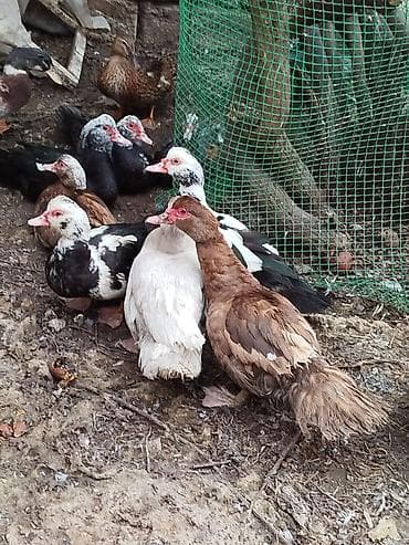 Toyuqlar: Yerli disilər 20 manat karicnivi goylər 25 manat goy ərkeylər 35 manat — 7