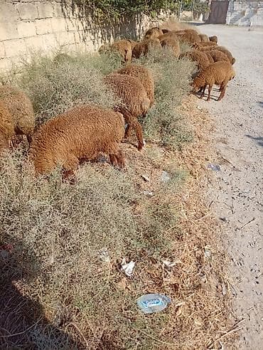 qala sortu qoyun: Qoyun sürüsü – yerli cins, qəhvəyi yunlu 39 quzudu biri 215 lə kom — 2