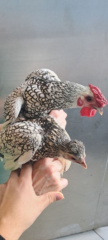 cins inekler: Toyuq, Damazlıq — 3