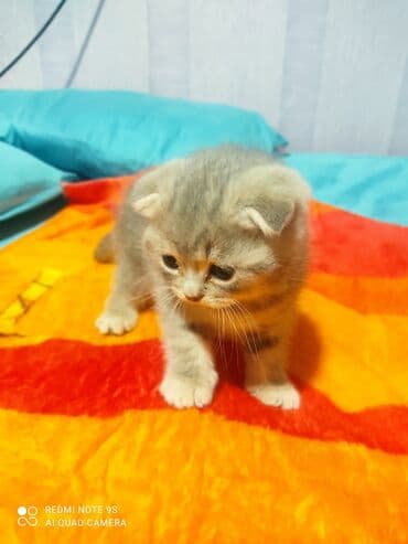 mingəcevir pişik: Şotland, Erkək, Dişi, Yaxşı əllərə, Ünvandan götürmə — 16