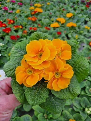 qızıl gül buketi: Gullerin satişi — 7