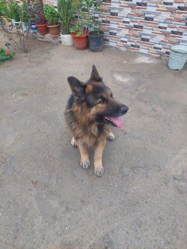 alman afcarkası: Alman çoban iti, Peyvəndli — 2