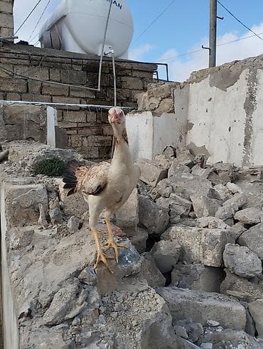 Gəmiricilər: Heyratı Fərə 8 aylıq — 1