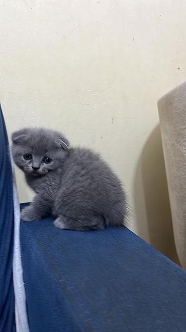 pişik pişik: Şotland yastı qulaq — 4