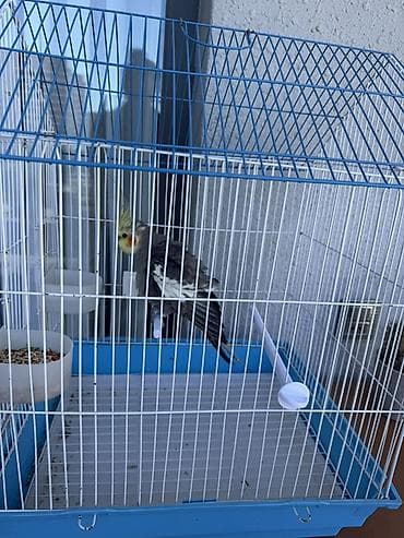it adlari erkek: Nimfa (Cockatiel) – boz-gümüş rəngli, sarı aln və yanaqlarda narıncı — 4