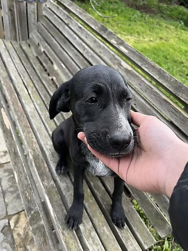 ovcharka balasi satilir: Kurtxar, 5 ay, Dişi, Peyvəndli, Ünvandan götürmə — 10