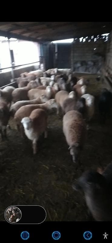 Salam qardaşlar 70 baş əmlik quzular satıram kom 255 istəyən zənq