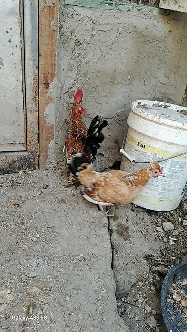 retriever satilir: Toyuq, Damazlıq — 4