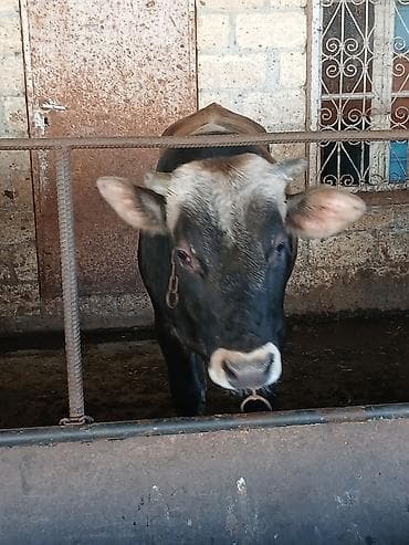 inək dana: Super sort erkək danadı 1 yaşını təzə keçib anası südlü inəkdi deyə — 5