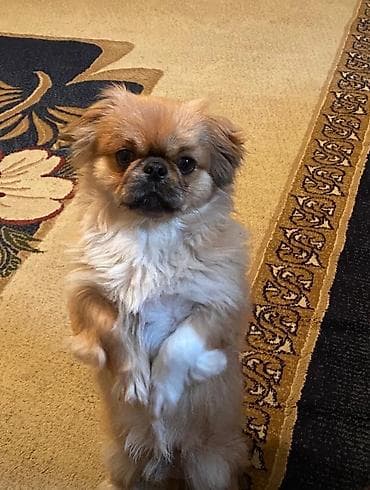 İtlər: Erkək təmiz pekinesdir tam sağlamdır cütləşdirməyə təmiz dişi pekines — 2