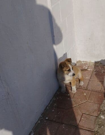 it üçün ip: Zvanok balası 2 ayliqdi tam saglam heyvandi — 5