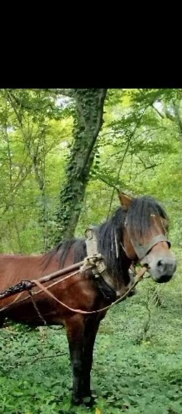 heyvanla barter: Atın heç bir problemi yox du sağlam at di hürk mür diş dəmir təpiy at — 2