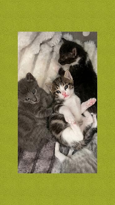 Erkək, Dişi, Yaxşı əllərə